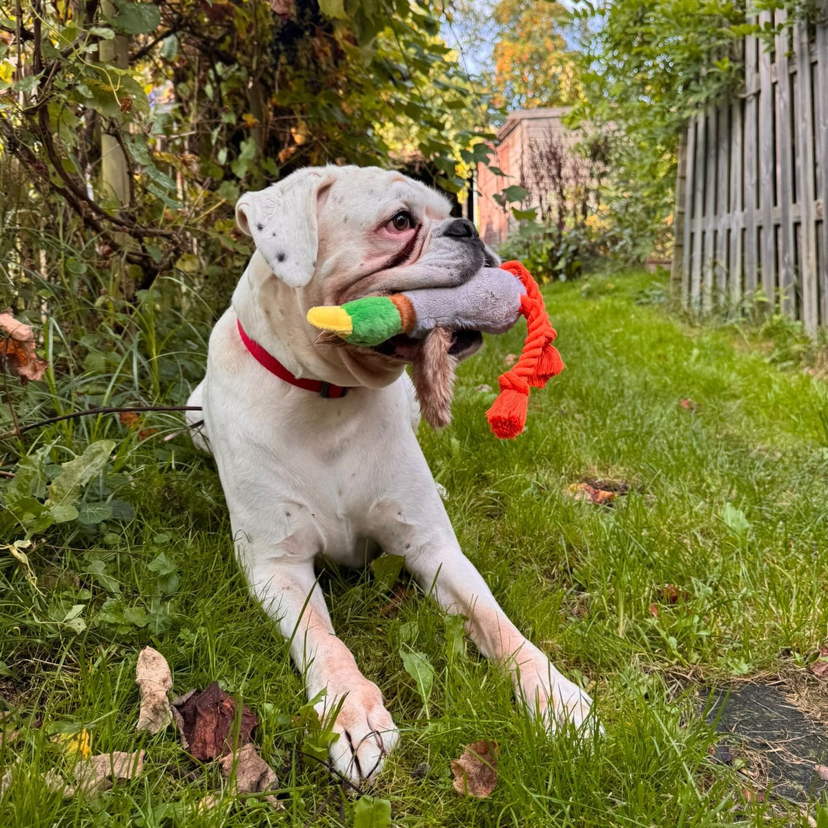 Hond met de Snooflee Quacker in zijn bek in de tuin