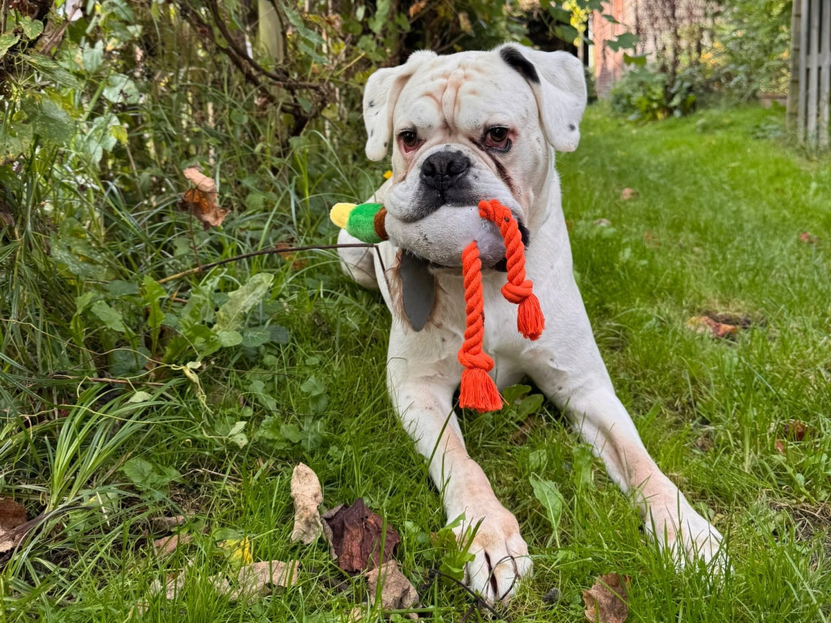 Boxer ligt ontspannen met de Snooflee Quacker tussen zijn poten